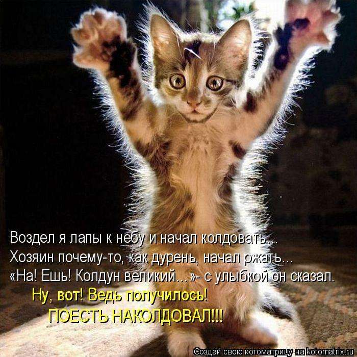 Кращі котоматриці тижні (50 фото)