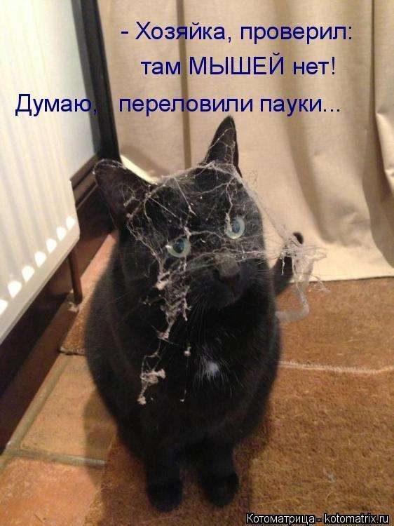 Кращі котоматриці тижні (50 фото)