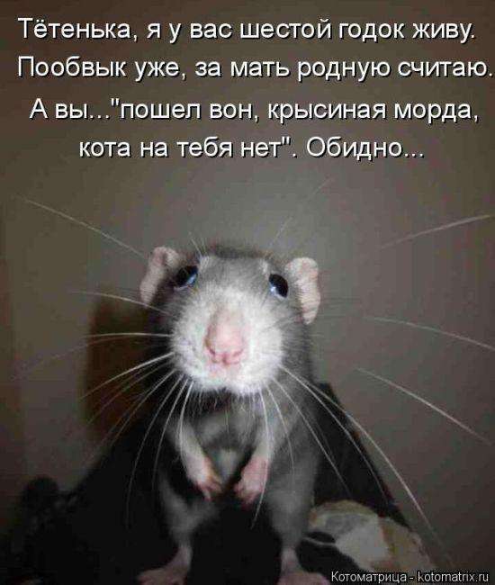Кращі котоматриці тижні (50 фото)