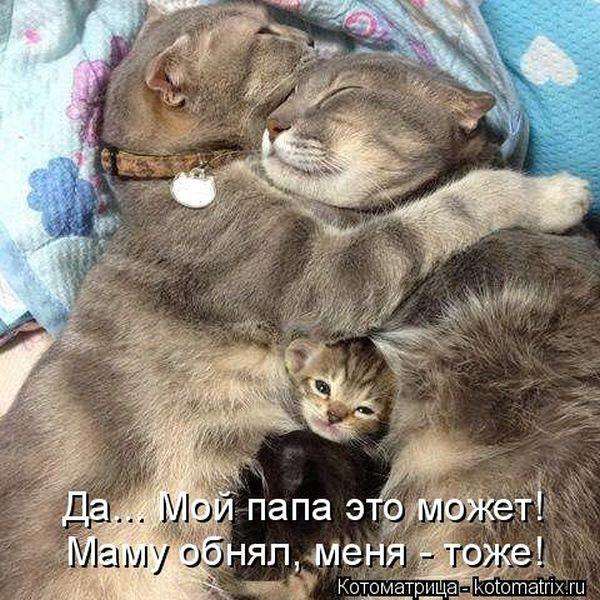 Кращі котоматриці тижні (50 фото)