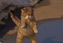 Березневий кіт (8 фото)