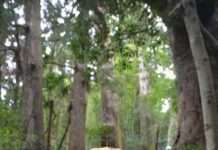 Милі і забавні тварини (30 фото)