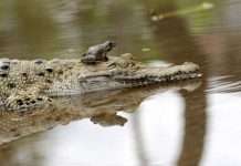 Як жаба може поставити крокодила в незручне становище (5 фото)