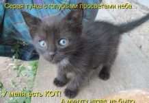 Кращі котоматриці тижні (50 фото)