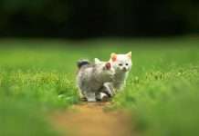 Котики (68 фото)