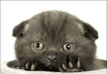 Милі котики (43 фото)