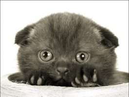 Милі котики (43 фото)