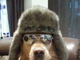 Собача мода (15 фото)