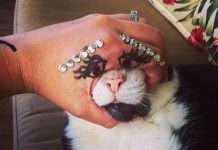 Мій господар ідіот (43 фото)