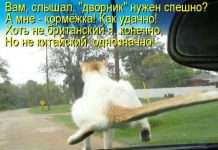 Кращі котоматриці тижні (50 фото)