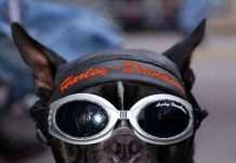 Собаки рокерів (21 фото)