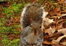 Тварини (22 фото)