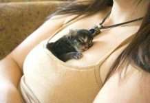 Кішки, сплячі в дивних місцях (27 фото)