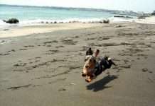 Літаючі собаки (16 фото)