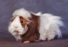 Милі тварини (17 фото)