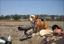 Сторожовий пес (2 фото)