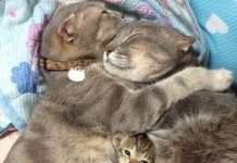 Кращі котоматриці тижні (50 фото)