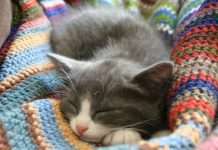 Милі тваринки (30 фото)