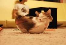 Дуже зручне місце для сну (33 фото)