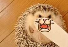 Японський їжачок підкорює твіттер (17 фото)