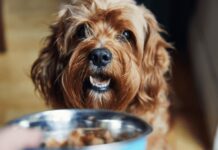 Как помочь вашему питомцу сбросить вес: экспертные стратегии управления весом у кошек и собак