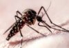 Den Flug der Mücke entschlüsseln: Wie sensorische Hinweise die Krankheitsübertragung vorantreiben