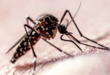 Den Flug der Mücke entschlüsseln: Wie sensorische Hinweise die Krankheitsübertragung vorantreiben