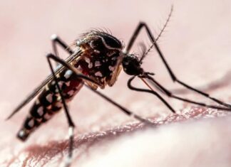 Den Flug der Mücke entschlüsseln: Wie sensorische Hinweise die Krankheitsübertragung vorantreiben